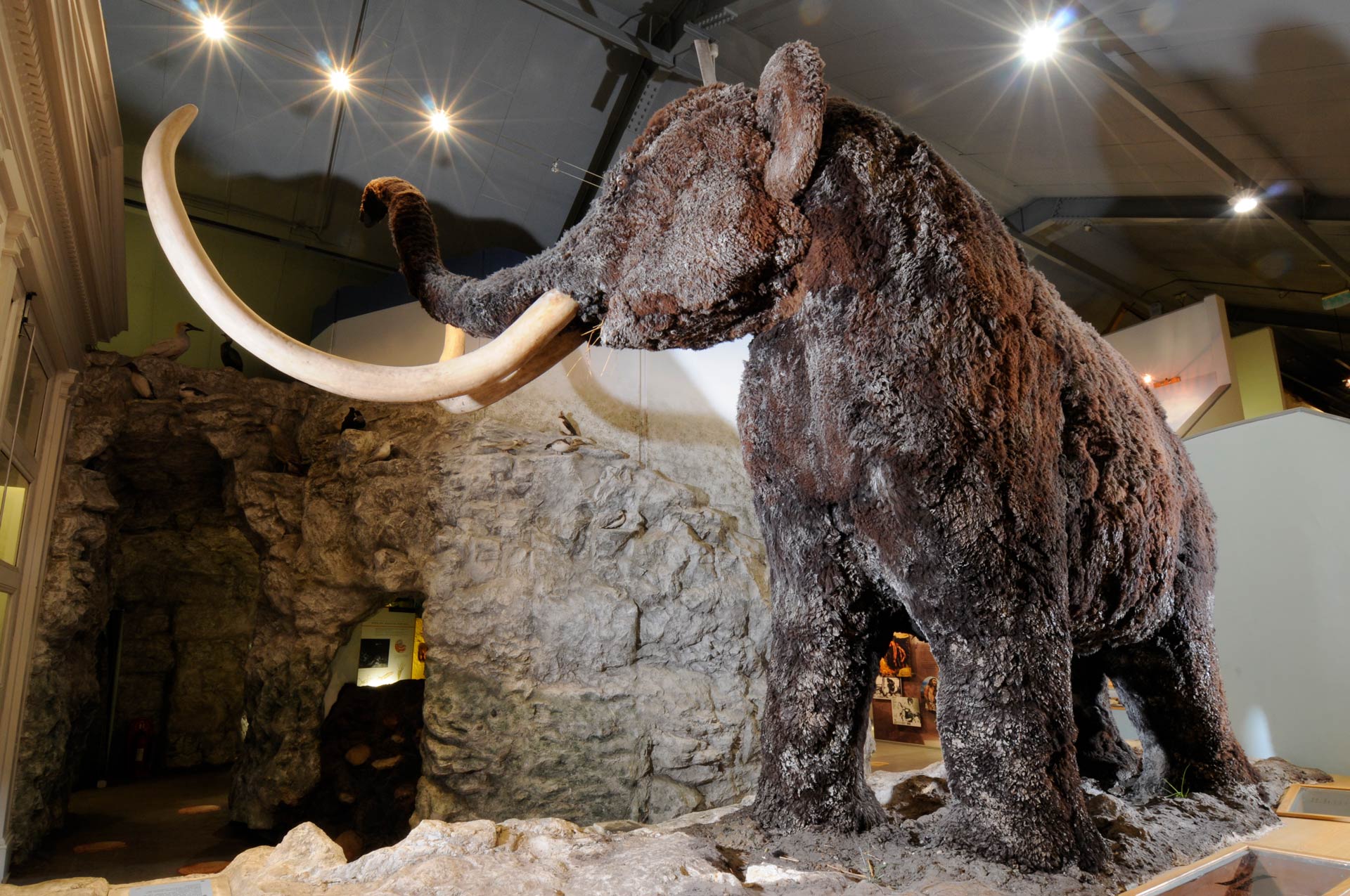Mortimer the mammoth