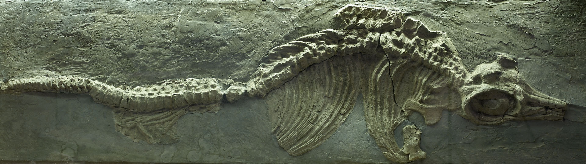 A fossil of an ichthyosaur