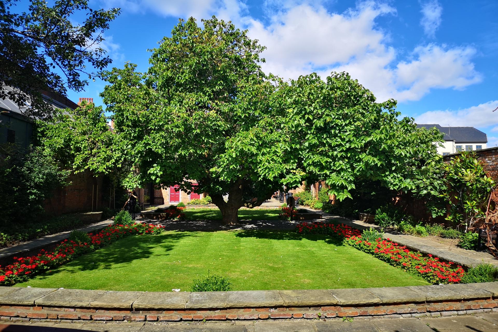 A garden with a large tree in the centre