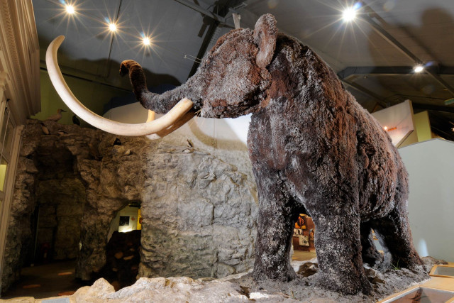 A large model of a woolly mammoth