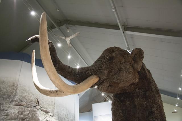A large model of a woolly mammoth
