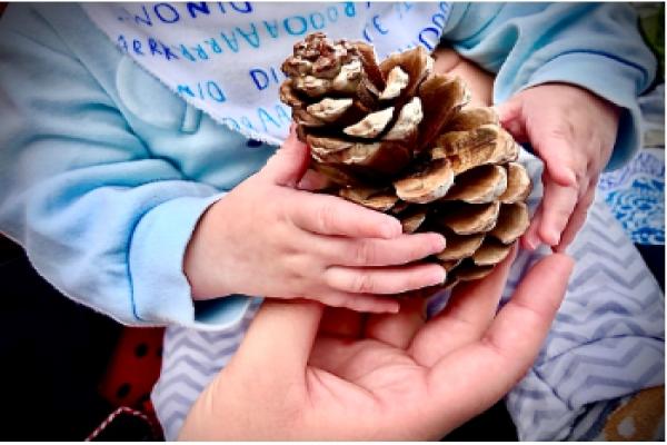Hands holding a pine cone.