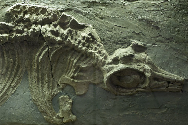 A fossil of an ichthyosaur
